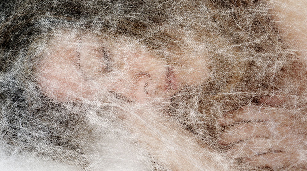 HUMAN INSTALLATIONS 0: CRISALIDE